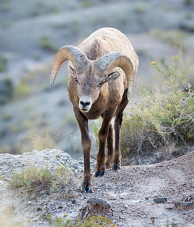 Bighorn Approach