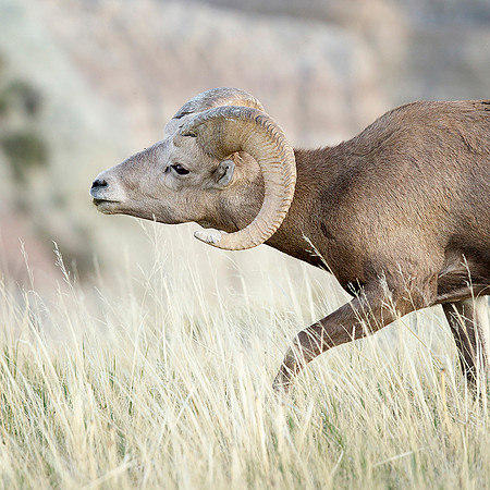 Young Ram