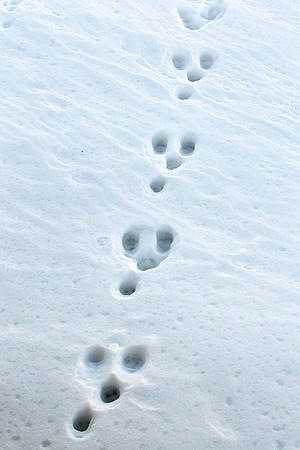 Cottontail Tracks