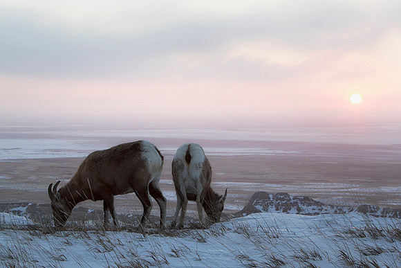 Bighorn Ewes