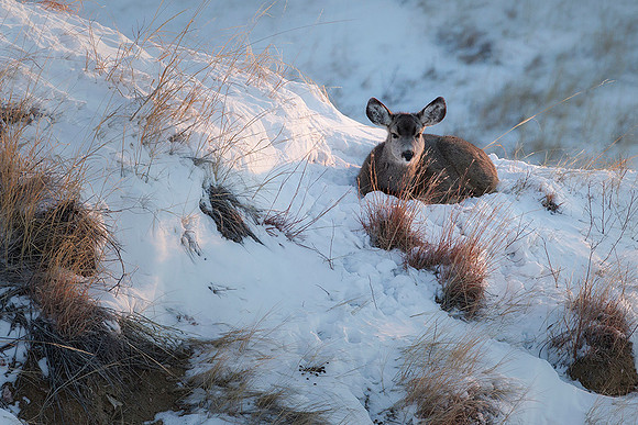 Mule Deer