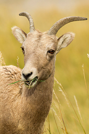 Grazing Bighorn