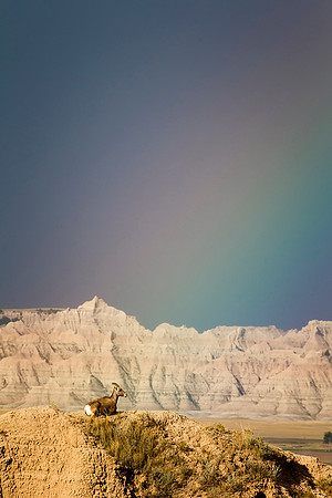 Rainbow & Bighorn