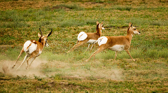 Rounding up the Harem