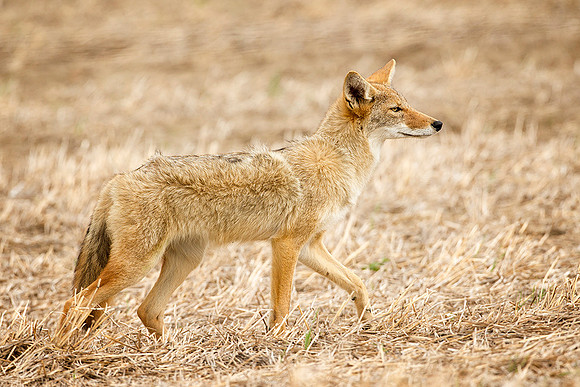 Wiley Coyote