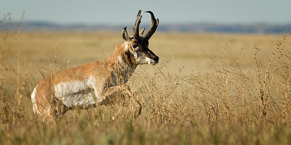 Pronghorn on the Run