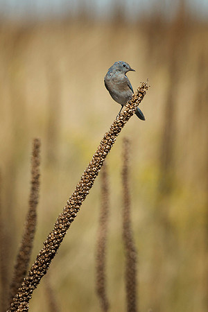 Western Bluebird