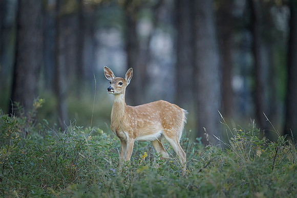Whitetail Deer