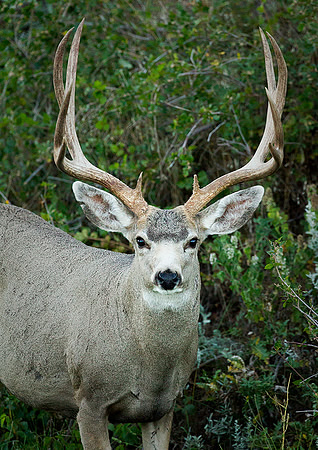 Muley