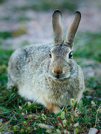 Cottontail
