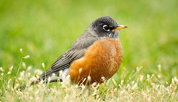 Robin