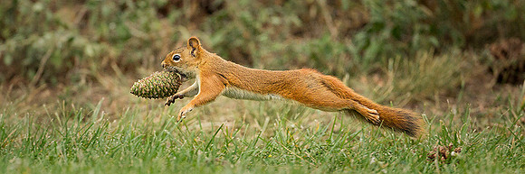 Red Squirrel in a Hurry