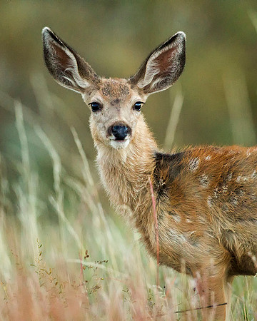 Young Mule Deer