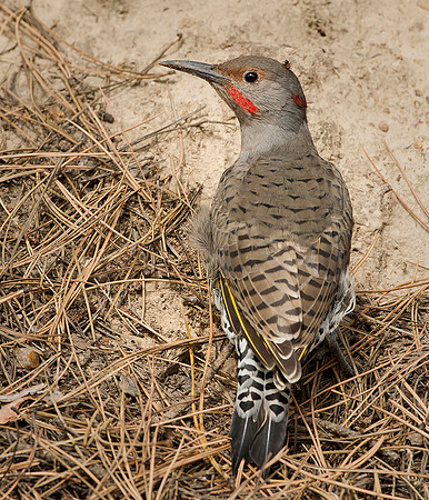 Northern Flicker & Ant
