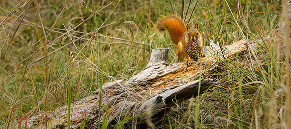 Red Squirrel & Pine Cone