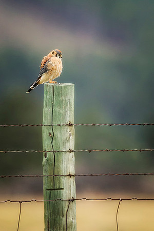 Kestrel on the Fence