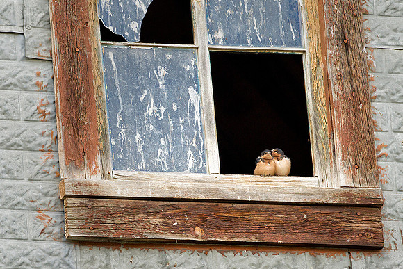 Swallow in Love