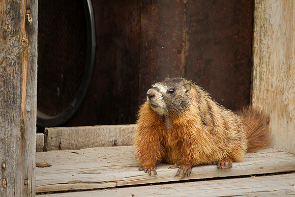 Yellow-bellied Marmot
