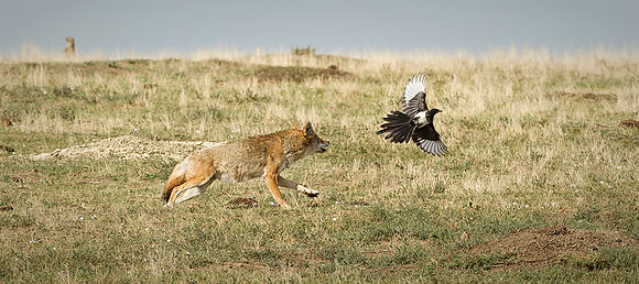 Coyote & Magpie