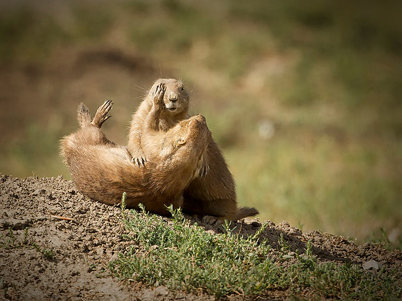 Prairie Dog Play
