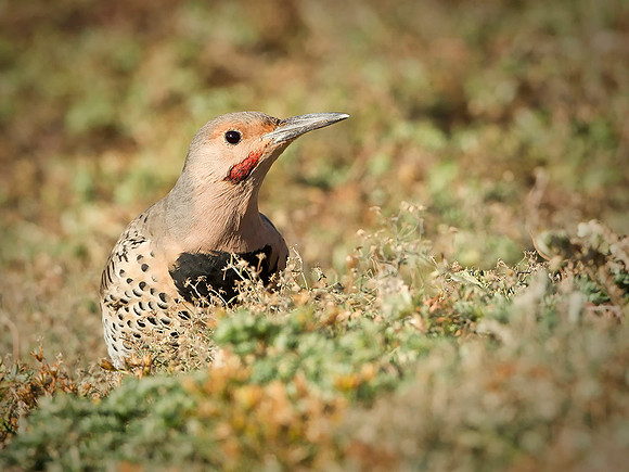 Northern Flicker