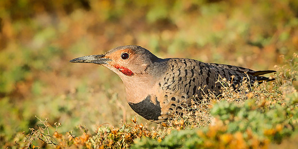 Northern Flicker
