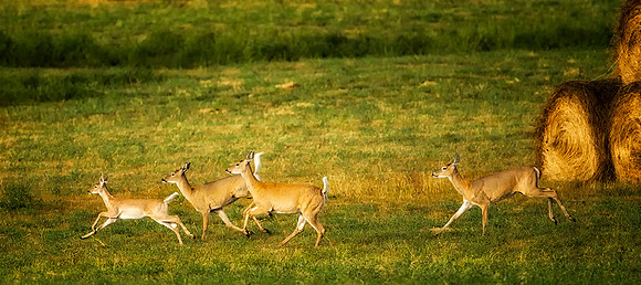 White-tail in Farm Field