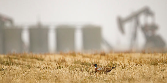 Pheasant
