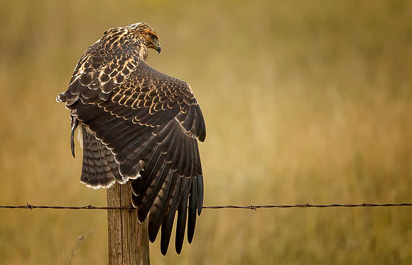 Swainson's Hawk