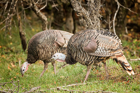 Wild Turkey
