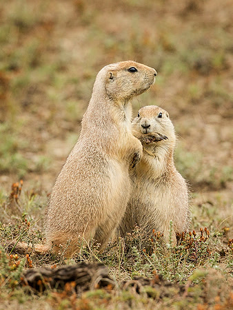 Prairie dogs