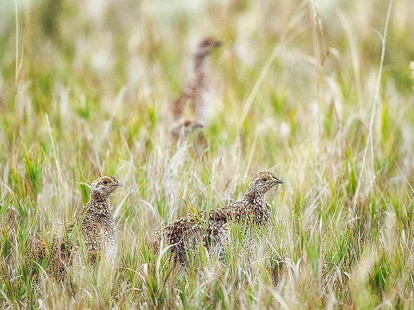 Hidden Grouse