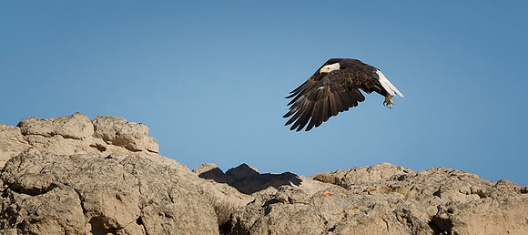 Bald Eagle in Flight