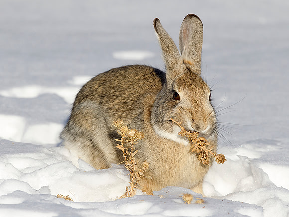 Cottontail in Winter