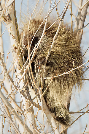 Porcupine