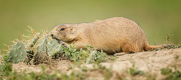 Prickly Prairie Dog