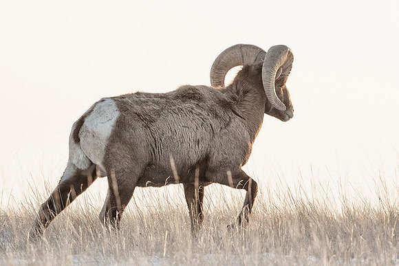 Ram in High Key