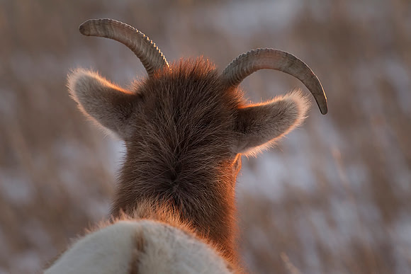 Young sheep