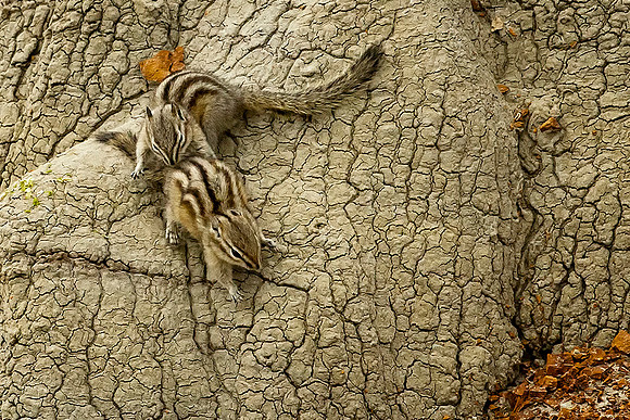 Chipmunk Fun