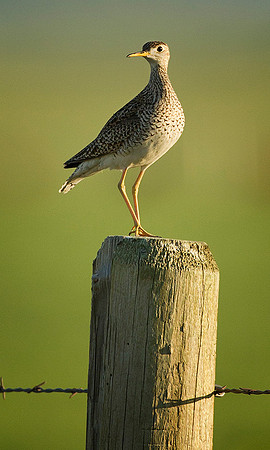 Upland Sandpiper on the Prairie
