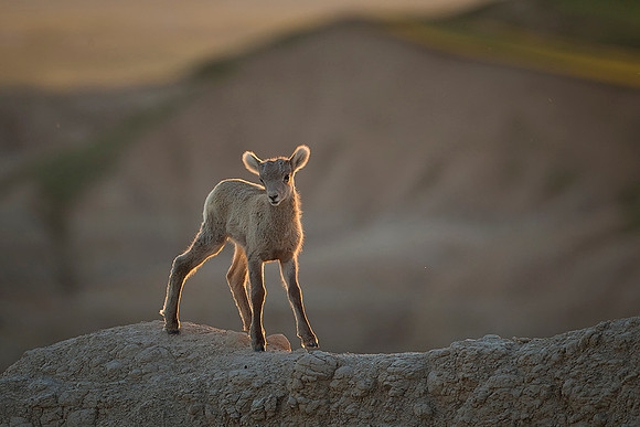 Baby in the Badlands