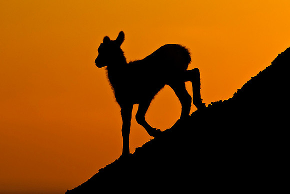 Baby Bighorn at Sunset