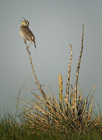 Meadowlark and Agave