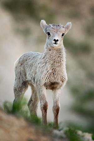 Bighorn with an Attitude