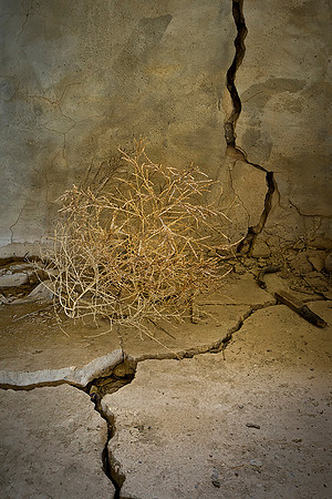 Tumbleweed