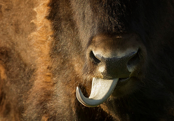 American Bison Tongue