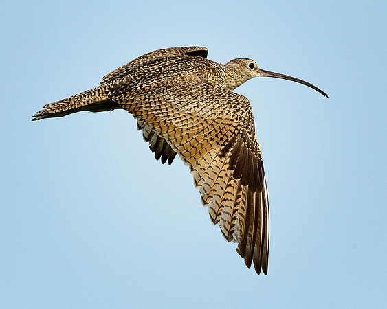 Curlew in Flight