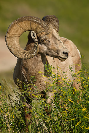 Rocky Mountain Bighorn Sheep Ram