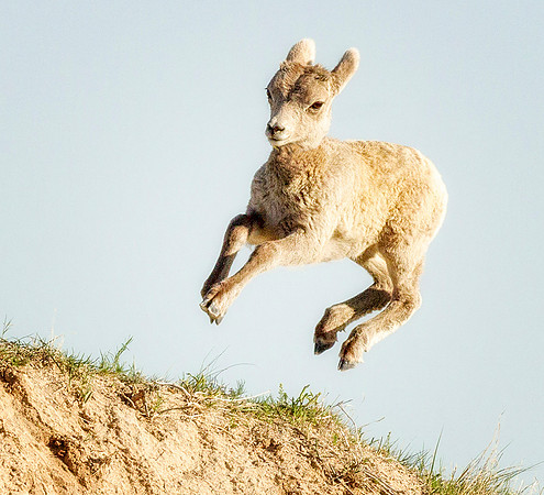 The Leap