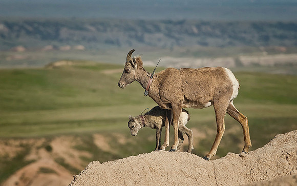 Bighorn Ewe and Young
